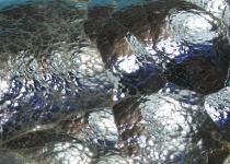 Hematita Botroidal-Riñon