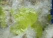 SULPHUR, Azufre