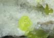SULPHUR, Azufre