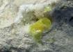 SULPHUR, Azufre