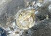 Cuarzo diamante herkimer en matriz
