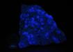 Fluoritas fluorescentes del papiol