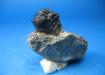 Fosil-tribolite