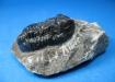 Fosil-Trilobite