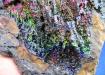 GOETHITE-Goethita Arco Iris