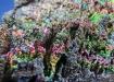 GOETHITE-Goethita Arco Iris