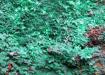 MALACHITE-Malaquita