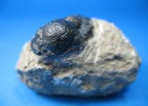 Fosil-Trilobite