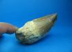 Colmillo Fosil de Mosasaur en su Matriz